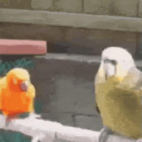 Two Parrots Are Sitting On A Branch Looking At Each Other . One Is Orange And The Other Is Yellow . GIF