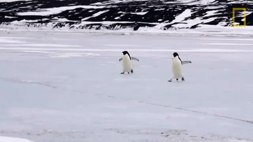 Two Penguins Are Walking Across A Snowy Field With The National Geographic Logo In The Background GIF