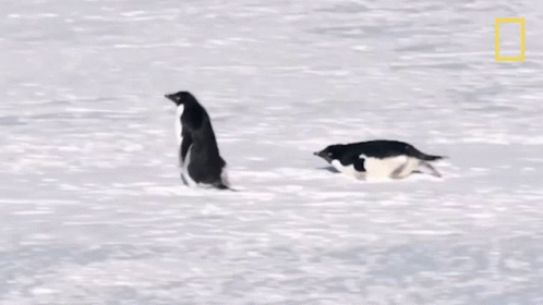 Two Penguins In Snow With National Geographic Logo GIF