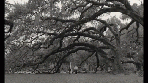 Two People Walking Under Large Tree