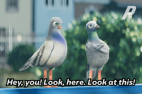 Two Pigeons Are Standing Next To Each Other With The Words Hey You Look Here Look At This Below Them GIF