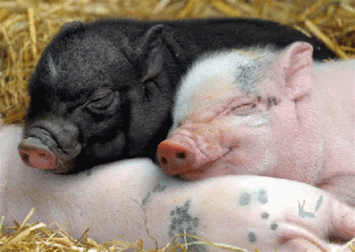 Two Pigs Are Sleeping On Top Of Each Other On A Pile Of Straw GIF