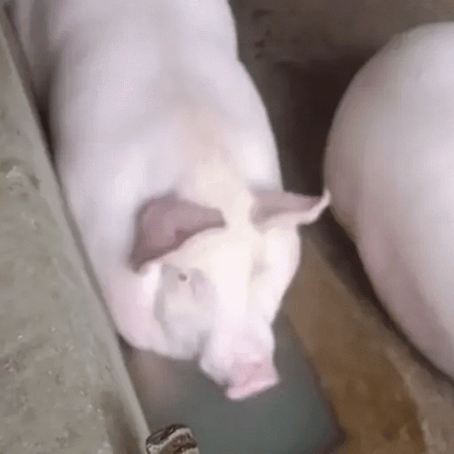 Two Pigs Are Standing Next To Each Other In A Barn . GIF