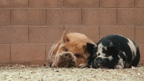 Two Pigs Laying Next To Each Other On The Ground In Front Of A Brick Wall GIF