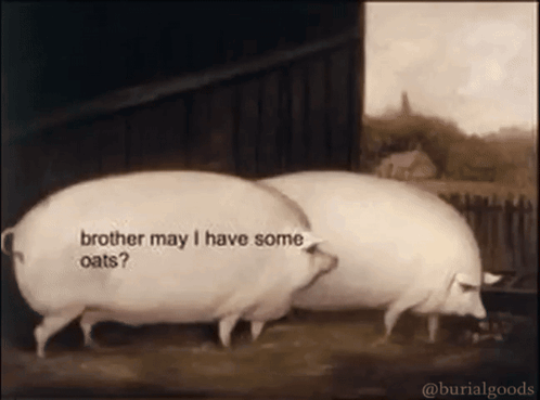 Two Pigs Standing Next To Each Other With One Saying " Brother May I Have Some Oats ? " GIF