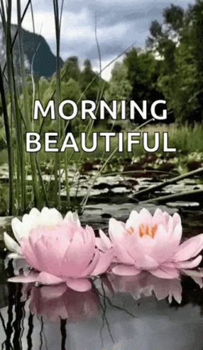 Two Pink and White Water Lilies Floating in a Pond Saying Morning Beautiful