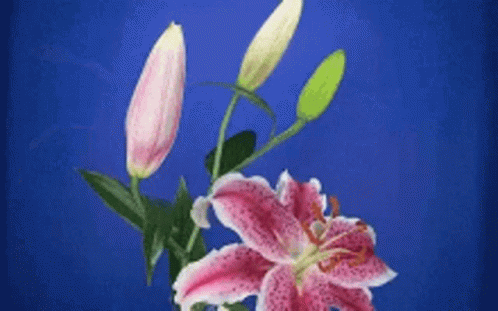 Two Pink Flowers Are Against A Blue Background . GIF