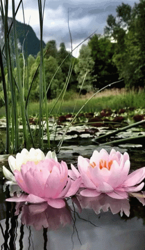 Two Pink Flowers Are Floating In A Pond GIF