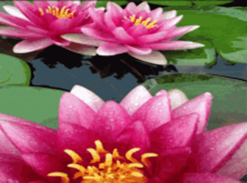 Two Pink Flowers Are Floating In A Pond GIF