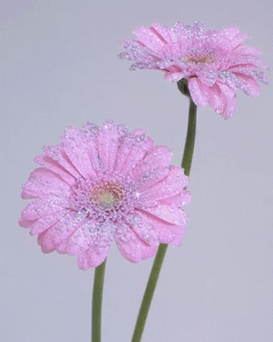 Two Pink Flowers With Water Drops On Them On A White Background GIF