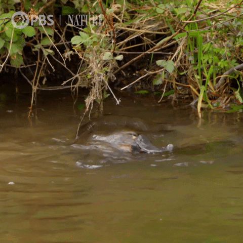 Two Platypus In The River GIF