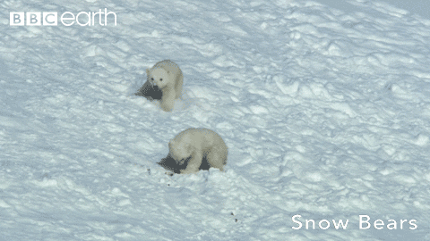 Two Polar Bear Cubs Are Playing In The Snow With Bbc Earth Written On The Bottom GIF