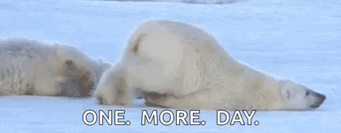 Two Polar Bears Are Laying In The Snow With The Words `` One More Day '' Written Above Them . GIF
