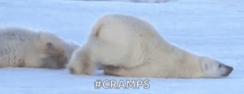 Two Polar Bears Lying In Snow, One On Back GIF