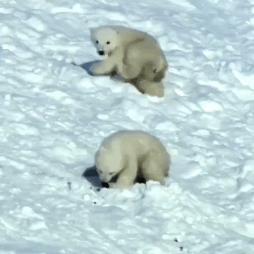 Two Polar Bears Rolling In Snow GIF