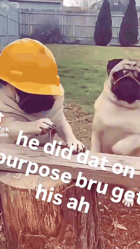 Two Pugs Wearing Hard Hats Are Sitting On A Stump GIF