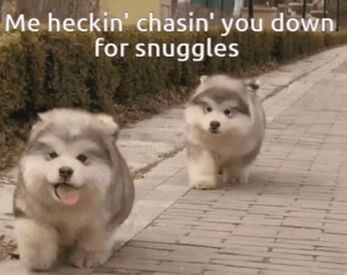 Two Puppies Chasing for Snuggles
