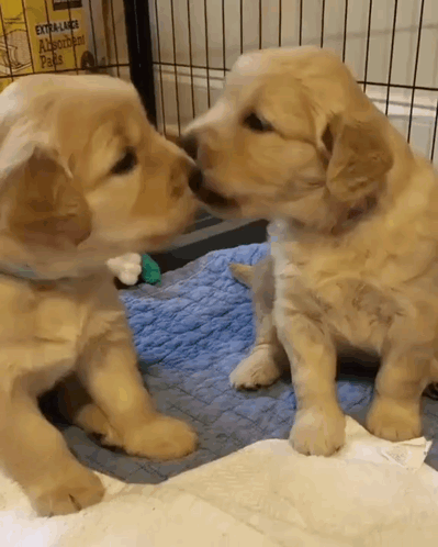 Two Puppies Kissing In Front Of Box