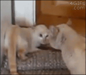 Two Puppies Kissing In Front Of Mirror 4Gifs GIF