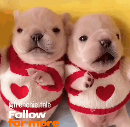 Two Puppies Wearing Red Sweaters With Hearts On Them GIF