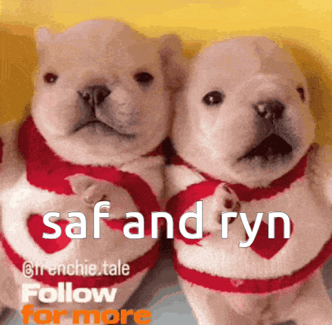 Two Puppies Wearing Sweaters That Say Saf And Ryn On Them GIF