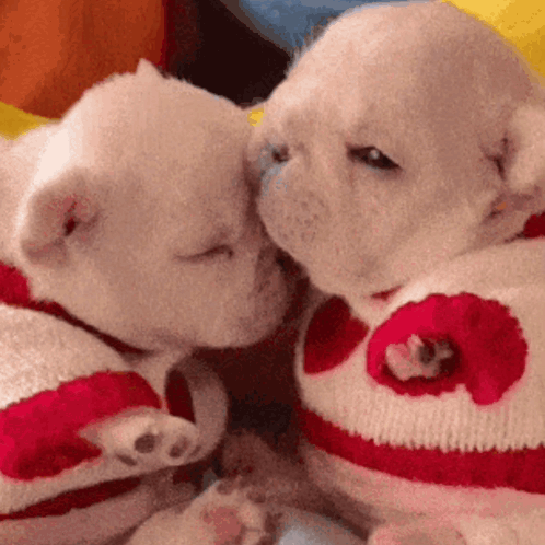 Two Puppies Wearing Sweaters With Hearts On Them Are Kissing Each Other . GIF