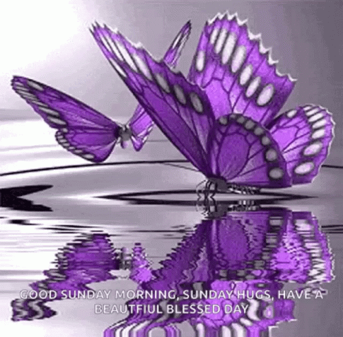 Two Purple Butterflies Are Sitting On Top Of A Body Of Water And Their Reflection Is In The Water . GIF