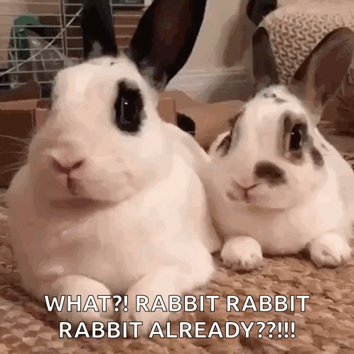 Two Rabbits Chatting GIF