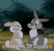 Two Rabbits In Field With Morning Of Goods GIF