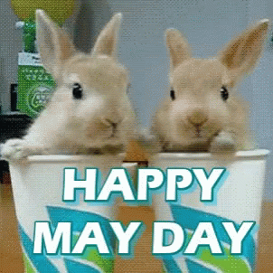 Two Rabbits In Happy May Day Cup GIF