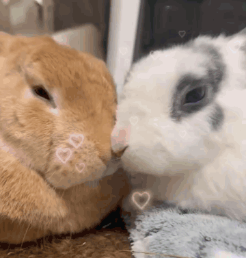 Two Rabbits Kissing With Hearts GIF