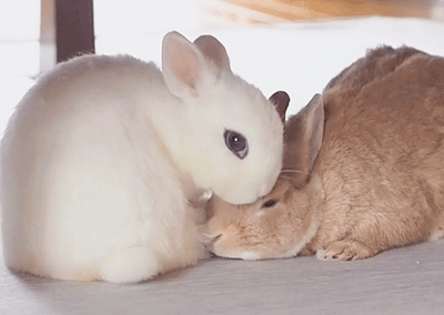 Two Rabbits Laying Next To Each Other GIF