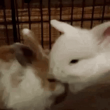 Two Rabbits Licking Each Other GIF