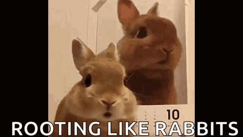 Two Rabbits Looking At Each Other GIF