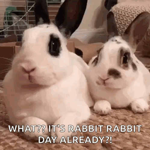Two Rabbits Lying Next To Each Other GIF