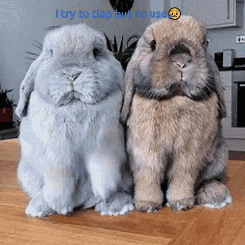 Two Rabbits Saying I Try to Clap But No Use