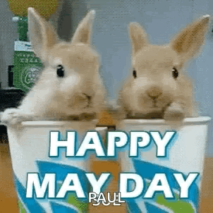 Two Rabbits Sitting In Cup Saying Happy May Day GIF