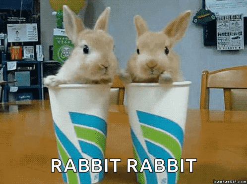 Two Rabbits Sitting In Cups GIF