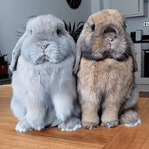 Two Rabbits Sitting Next To Each Other On A Wooden Table . GIF