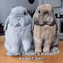 Two Rabbits Sitting On Wooden Table GIF