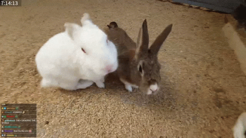 Two Rabbits Standing Next To Each Other With The Time Of 7:14 GIF