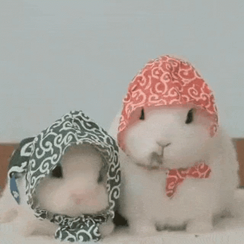 Two Rabbits Wearing Scarves And Hats GIF