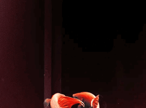 Two Red Fish Are Swimming In A Dark Aquarium GIF