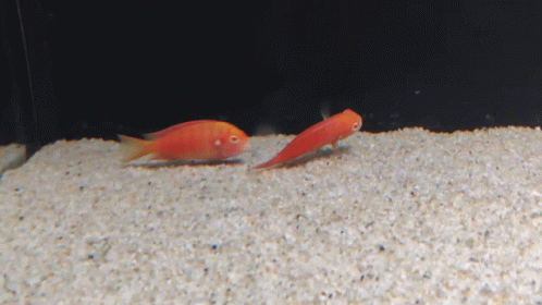 Two Red Fish Are Swimming In A Tank With White Gravel GIF
