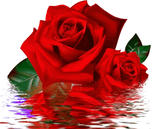 Two Red Roses Reflected in Water