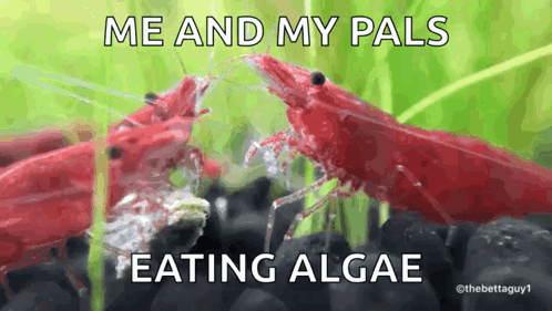 Two Red Shrimp Eating Algae