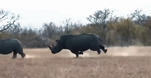 Two Rhinos Are Running Through A Dry Grassy Field In The Wild . GIF