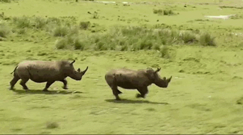 Two Rhinos Are Running Through A Grassy Field In The Wild . GIF