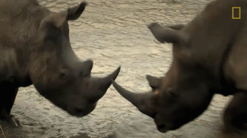 Two Rhinos Are Standing In The Water And Their Horns Are Touching Each Other GIF