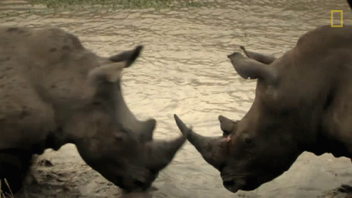 Two Rhinos Standing Next To Each Other In The Water With A National Geographic Logo In The Corner GIF